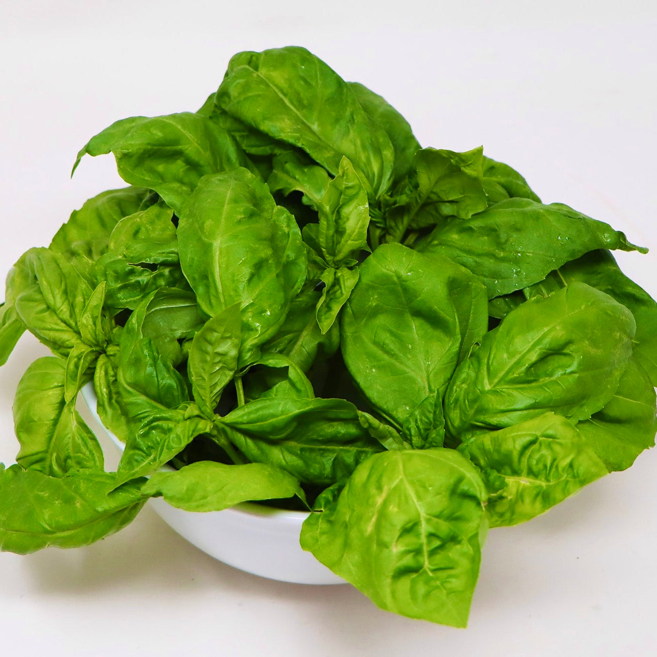 Hydroponic Basil - HTG