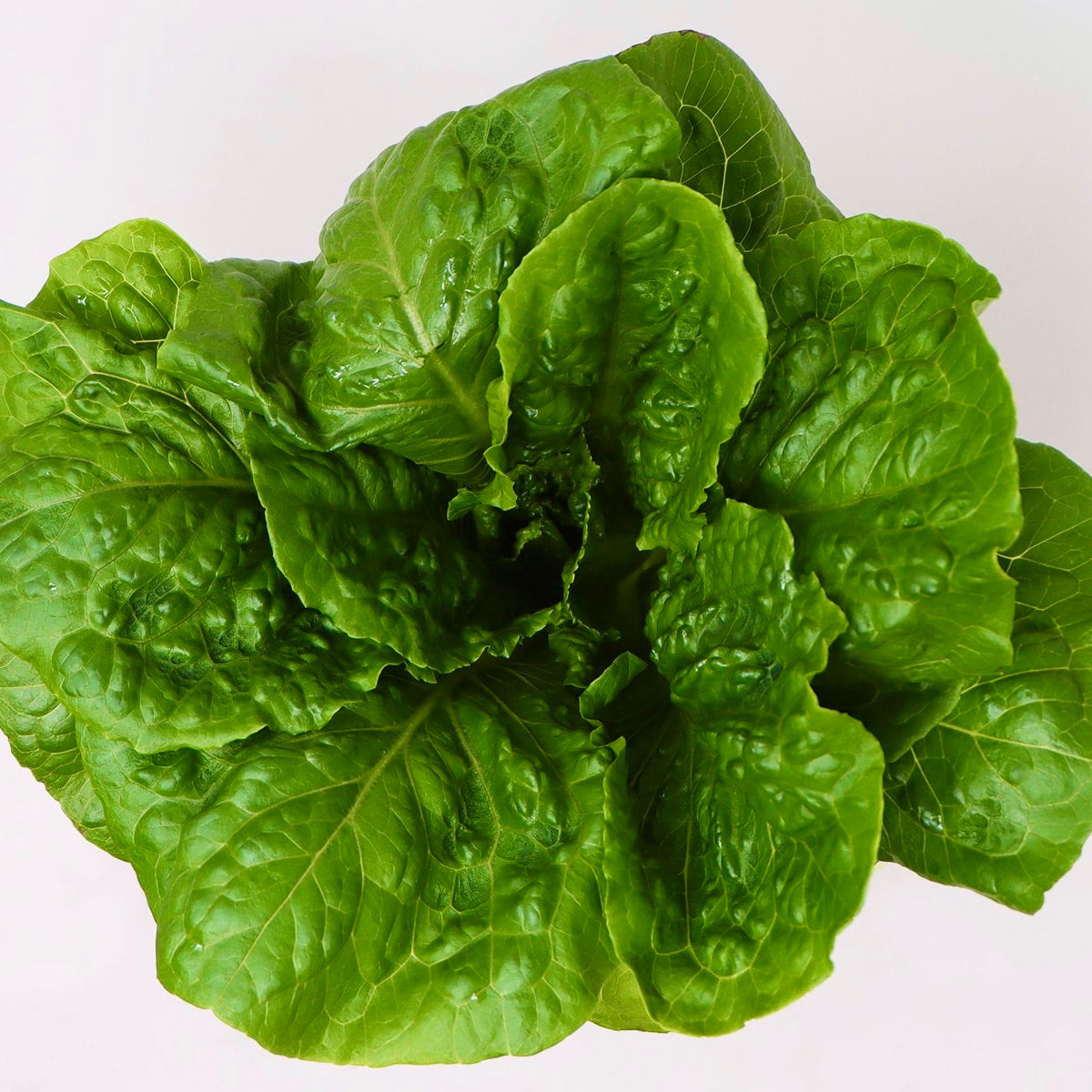 Romaine Lettuce - HTG