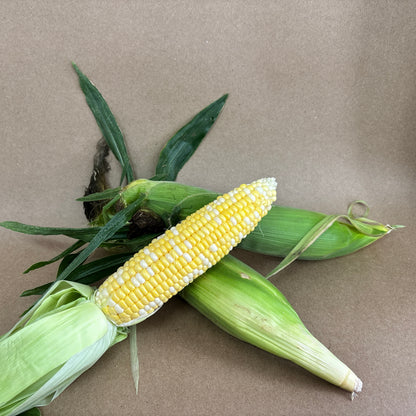 Sweet Corn - FSC