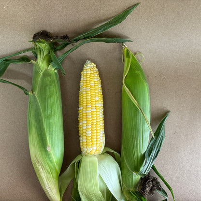 Sweet Corn - FSC