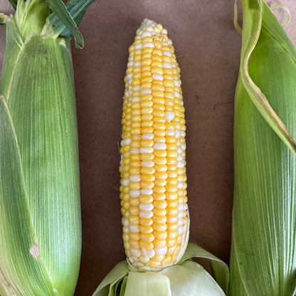 Sweet Corn - FSC
