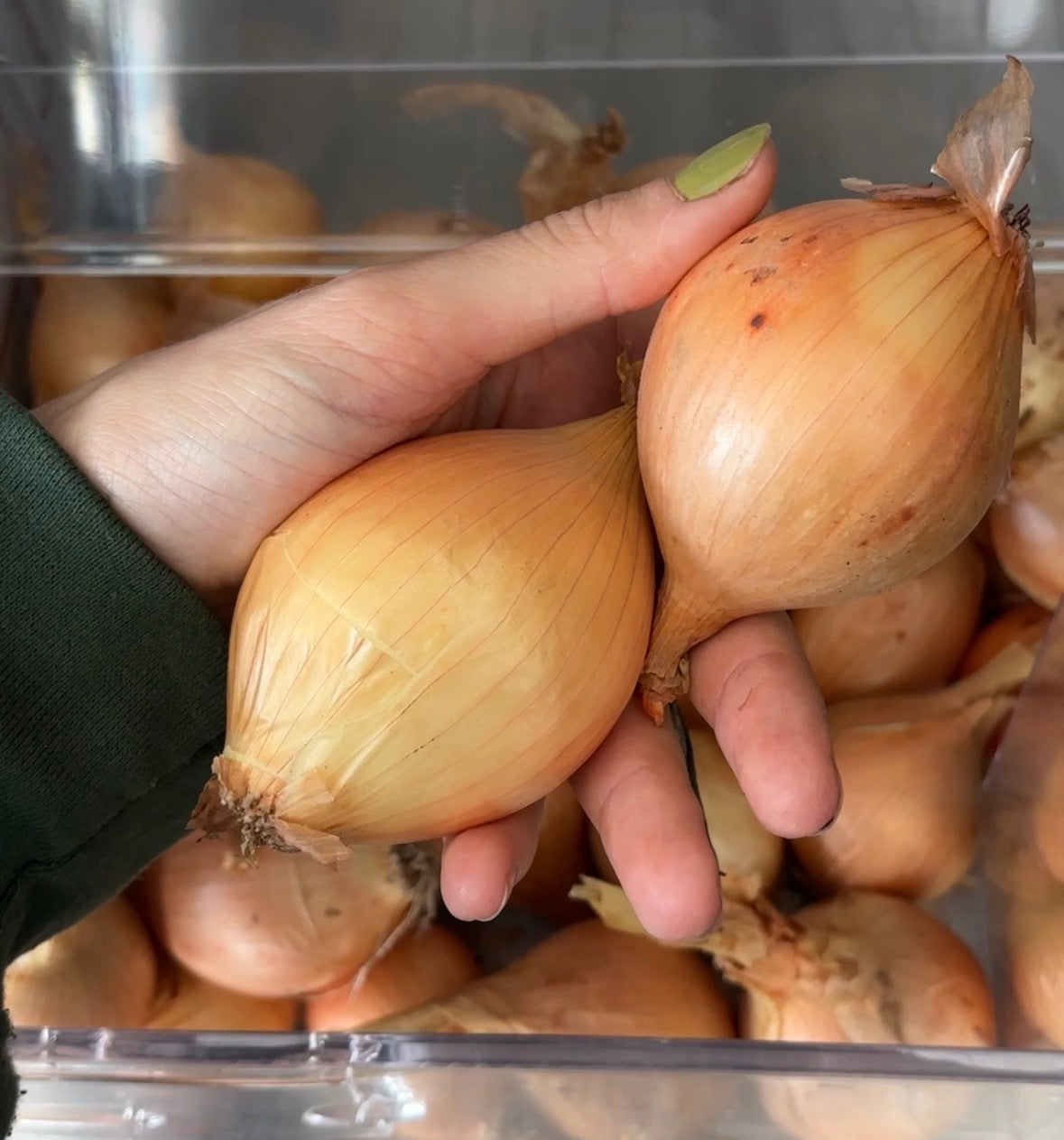 Onion - RSG
